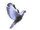 colombe.gif (25830 bytes)